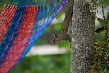 squirrel on a tree