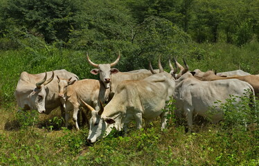 Fototapeta premium West Africa. Senegal. A herd of humpback Zebu cows with huge horns came to a small lake to drink.