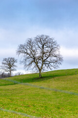 Leafless tree in a green meadow in winter