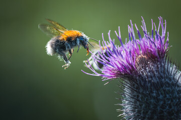 Tree bumblebee (Bombus hypnorum) feeding on a dandelion flower