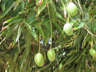 green olives on tree