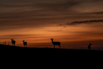 Fototapeta na wymiar Fallow deer stag Dama Dama Autumn sunset