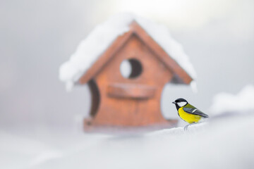 A great tit in nature. The animal is resting by a bird feeder in winter and snow