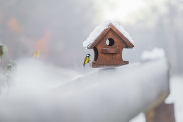 A great tit in nature. The animal is resting by a bird feeder in winter and snow