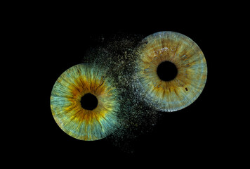 Green iris 