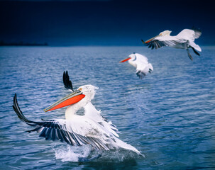 white pelican in flight