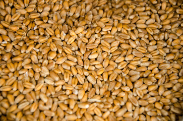 background cereal crop rosipan yellow texture