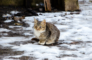 A lonely little blind cat in the snow in winter 