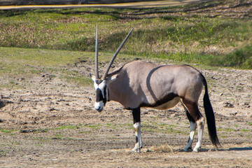2023-04 Safaripark