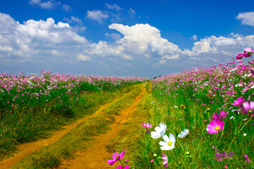 Farm track bounded by cosmos flowers near Carletonville, North West, South Africa.