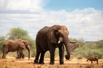 Fototapeta na wymiar Wild african animals. African Bush Elephants in the grassland on a sunny day.