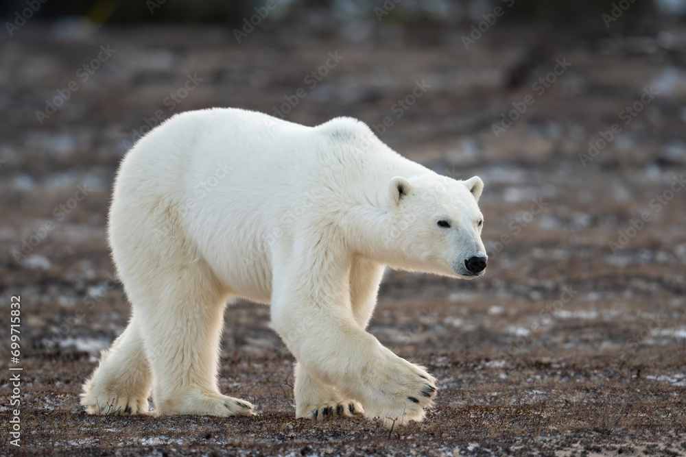 Canvas Prints Polar Bear walking toward Hudson Bay