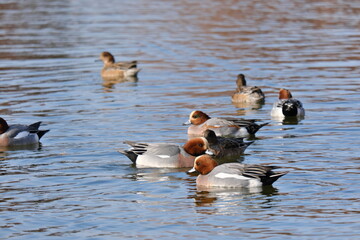 水元公園の景色　東京都葛飾区　View of Mizumoto Park Katsushika-ku, Tokyo
