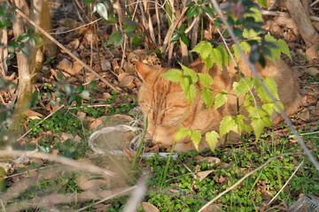 水元公園の野良猫　Stray cats in Mizumoto Park