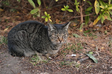 水元公園の野良猫　Stray cats in Mizumoto Park