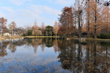 Fototapeta na wymiar 水元公園の景色　東京都葛飾区　View of Mizumoto Park Katsushika-ku, Tokyo