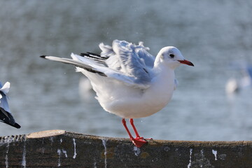 水元公園のカモメ　Seagulls in Mizumoto Park