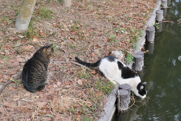水元公園の野良猫　Stray cats in Mizumoto Park