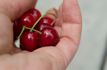 fresh sweet cherries held by hand