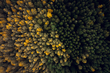 Top down drone shot of forest in autumn colors. River flowing through pine forest. Vibrant ...