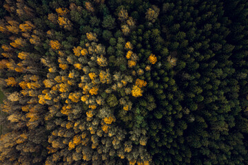 Top down drone shot of forest in autumn colors. River flowing through pine forest. Vibrant  foliage. Earth texture.