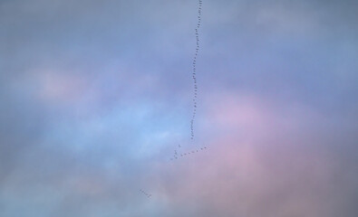 Top down drone shot of forest in autumn colors. River flowing through pine forest. Vibrant  foliage. Earth texture.