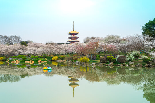 The five-story pagoda, cherry blossoms, and tranquil lake are like a painting. East Lake Cherry Blossom Garden is a popular place for flower viewing, Wuhan.