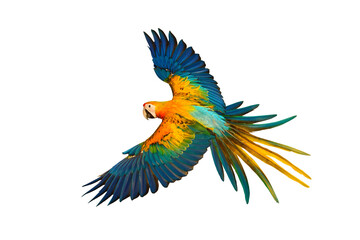Colorful flying Camelot Macaw  parrot isolated on transparent background png file