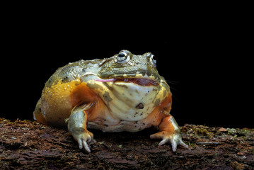 Close up photo of an African bullfrog