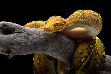 Juvenille green tree python on black background