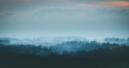 Silhouettes of trees covered in fog.  Gloomy weather over the countryside. Lonely and spooky...