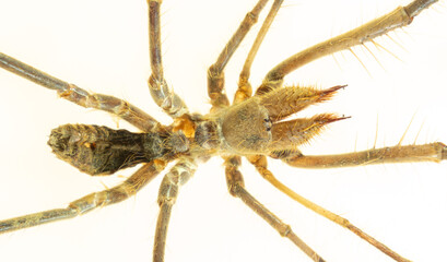 spider. Close-up of a camel spider isolated on a white background. also known as the wind scorpion, Solifugae or sun spider. wind scorpion, insect, in