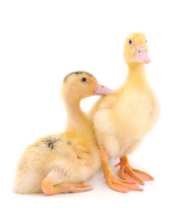 Two little cute duckling.