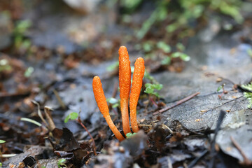 Scarlet Caterpillar Club, Cordyceps militaris, entomopathogenic fungus from Finland
