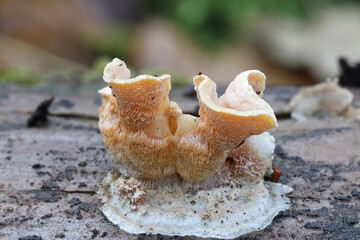  Bicoloured Bracket fungus, Gloeoporus dichrous, also known as Gelatinous-pored Polypore, wild...
