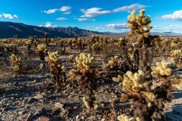 Teddy bear cholla (Cylindropuntia bigelovii). Cholla Cactus Garden at Joshua Tree National Park