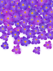 Violet crocus spring flowers vector illustration. Saffron flowers purple crocus spring blossom