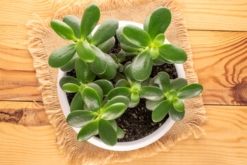 Homemade flower, Crassula ovata, in a ceramic pot on a wooden table, macro, top view.