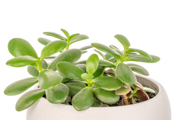 Crassula ovata flower in ceramic pot, macro, isolated on white background.