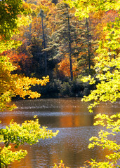 Fototapeta premium Autumn Color Trees on the Cullasaja River in North Carolina