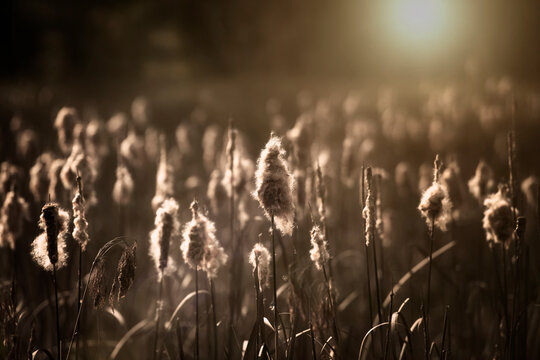 Cattails Plants in Pond with Evening Sunlight