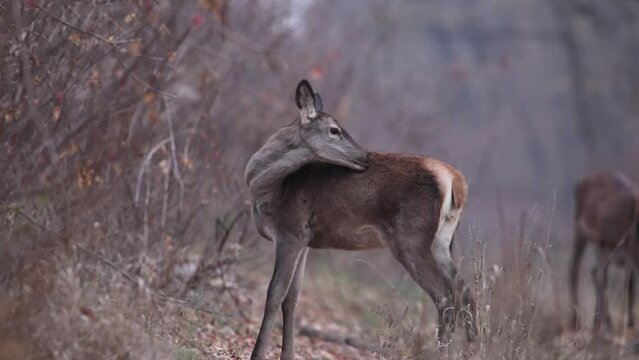 A young deer stands in the autumn forest and sniffs. There are more deer walking in the background. Red Deer Video