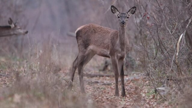 A young deer stands in the autumn forest and sniffs. Then he slowly walks away. Red Deer Video