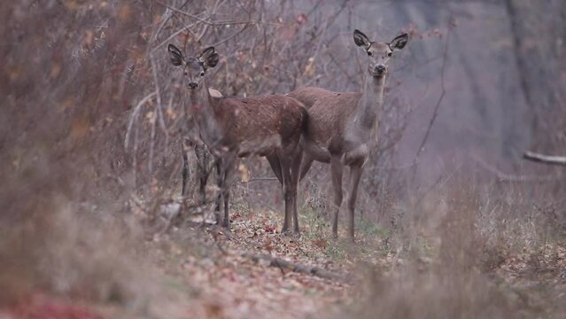 A family of deer on a forest forest road. The female goes to the photographer and sniffs. The young deer are standing in the back. Beautiful video with red deer.