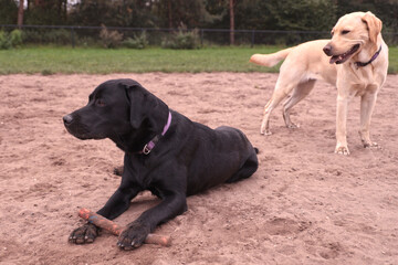 The blonde Labrador watches, wanting the black Labrador puppy's toy, but he's resting his paw on it.