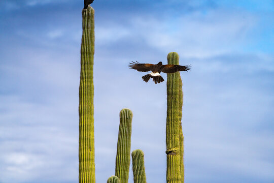 Harris Hawks in the desert. Flying and landing on saguaro cactus's in Northern Arizona, America, USA.