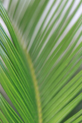 Green tropical palm trees with lush foliage. Abstract  background. Lines and textures of green Palm leaves. Fresh Palm leaf for background. Jungle foliage. Nature tropical background. Ornamental plant