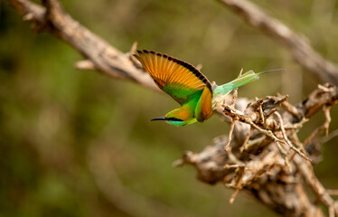 Fototapeta premium The blue-tailed bee-eater (Merops philippinus) is a near passerine bird in the bee-eater family Meropidae. It is widely distributed across South and Southeast Asia,Bird in Thailand.
