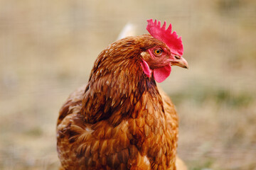 The portrait of the chicken showcases its brown feathers and sharp beak