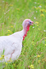 A male turkey with a magnificent tail feather is strutting through the grassy meadow